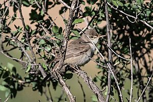 Upcher's Warbler (Hippolais languida) (8079442053).jpg