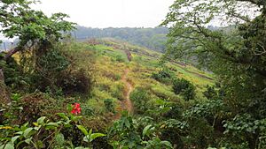 View From Zip-Line Start, La Mesa Ecopark - panoramio