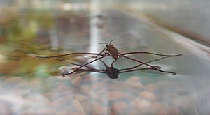 Water strider