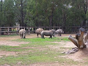 Whiterhino wpz 06