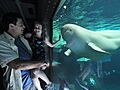 Wild Arctic - SeaWorld San Diego (3)