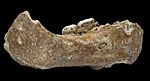 Xiahe mandible.jpg