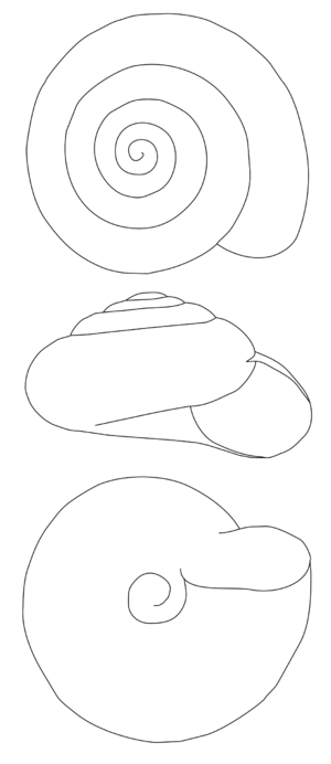 Zonitoides nitidus drawing