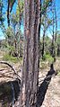 20220415 101930 Eucalyptus virens - shiny leafed ironbark - bark