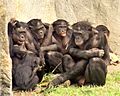 6 bonobos WHCalvin IMG 1341