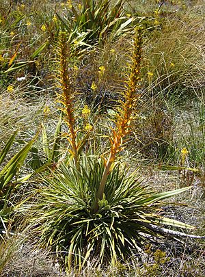 Aciphylla colensoi