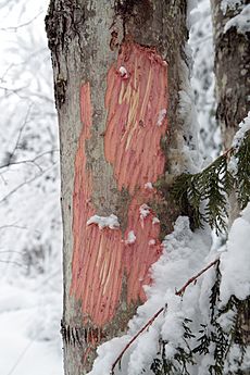 Alces alces bark stripping