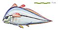 Allenypterus montanus (Restoration)