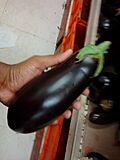 An Indian Purple Eggplant (Brinjal).jpg