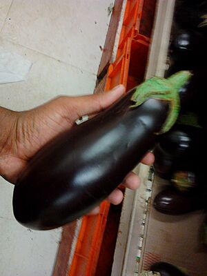 An Indian Purple Eggplant (Brinjal)