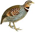 ArboricolaGingicaKeulemans white background