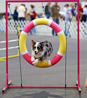 Australian Shepherd agility cropped