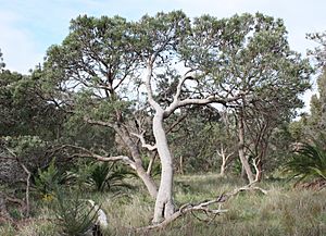 Banksia attenuata tree