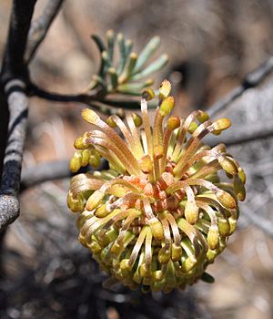 Banksia violacea bud cropped