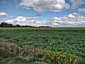 Beanfield south of Newtonia MO