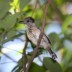 Black-crested Antshrike female