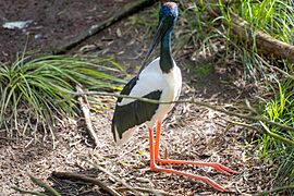 Black-necked stork in The Melbourne Zoo