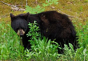 Black Bear Yearling