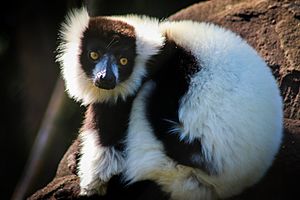 Black and White Ruffed Lemur at Wildlife HQ
