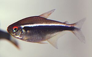 Black neon tetra