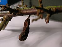 Blackthorn gall - Pocket Plum, Taphrina pruni