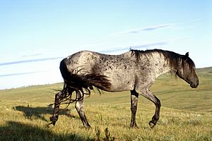 Blue-Moon-Roan-Nokota-Stallion