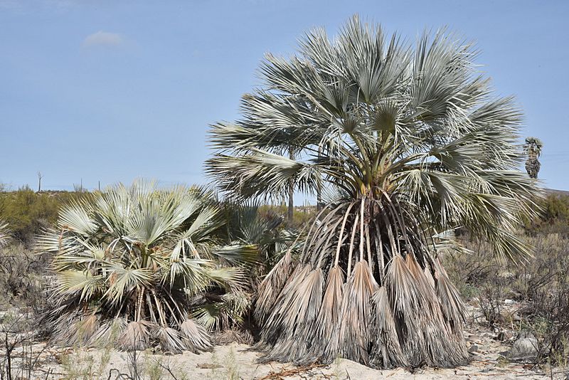 Brahea armata 6193267