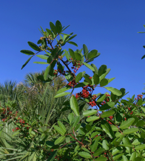 Brazilian-Pepper (2924622257)