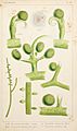 British fresh-water algae, exclusive of Desmidieae and Diatomaceae (1882-1884) (19795451234)
