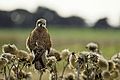 Brown Falcon on thistles