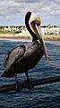 Brown Pelican - Huntington Beach, CA