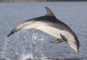 Burrunan Dolphin (Tursiops australis)-B.png
