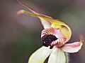 Caladenia macrostylis (03)