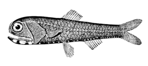 California headlightfish
