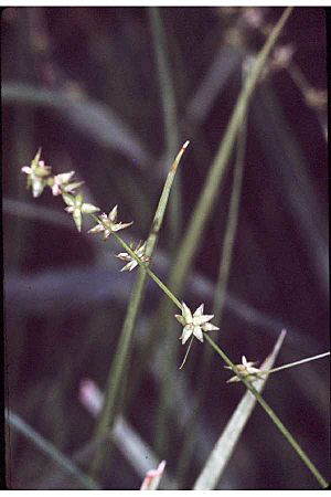 Carexinterior.jpg