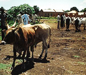 Cattle market Wau