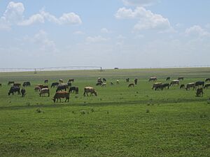Cattle north of Springlake, TX IMG 4810