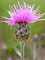 Centaurea maculosa Bozeman