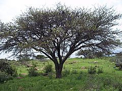 Cerro Mesa Ahumada (36)