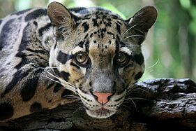 CloudedLeopard