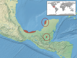 Coniophanes quinquevittatus distribution.png