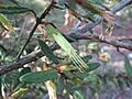 Correa calycina