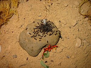 Crematogaster-rogenhoferi-rock
