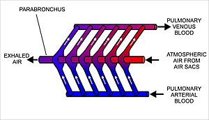 Cross-current exchanger