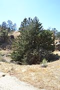 Cupressus nevadensis Hobo Ridge Grove (50) - Flickr - theforestprimeval.jpg