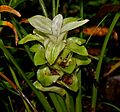 Curcuma longa (Haldi) W IMG 2440