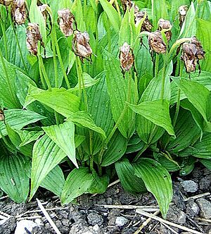 Cypripedium pubescens