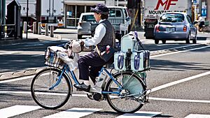 Delivery of Yakult drinks by bicycle, Fukushima City