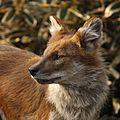 Dhole in Ueno, Tokyo