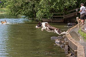 DogsSwimmingATMarymoorPark